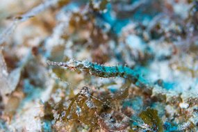 Cozumel 2016-378
