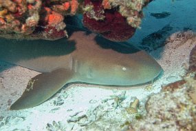 Cozumel 2016-38