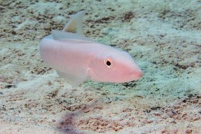 Cozumel 2016-382