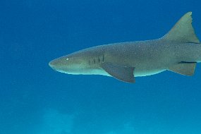 Cozumel 2016-388