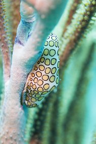 Cozumel 2016-390