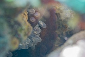 Cozumel 2016-405