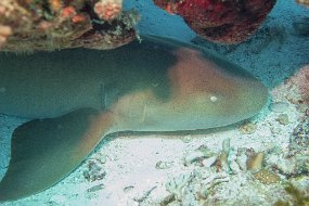 Cozumel 2016-41
