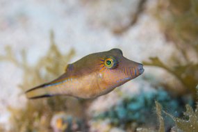 Cozumel 2016-410