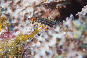 Cozumel 2016-413