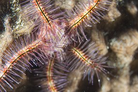 Cozumel 2016-430