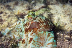 Cozumel 2016-437