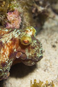 Cozumel 2016-439