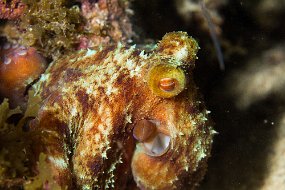 Cozumel 2016-440
