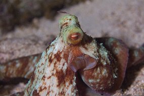 Cozumel 2016-443