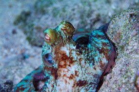 Cozumel 2016-446