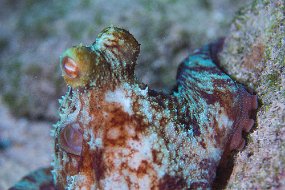 Cozumel 2016-447