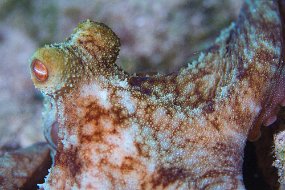 Cozumel 2016-448