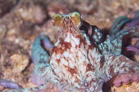 Cozumel 2016-452