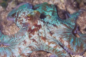 Cozumel 2016-454