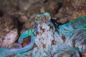 Cozumel 2016-456