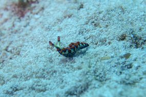 Cozumel 2016-46