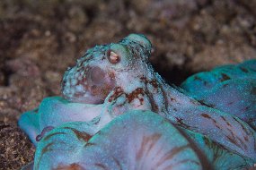 Cozumel 2016-461
