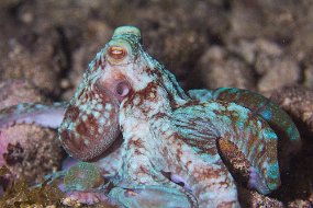 Cozumel 2016-465