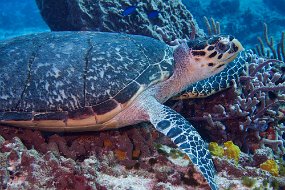 Cozumel 2016-468