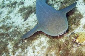Cozumel 2016-469