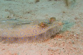 Cozumel 2016-476
