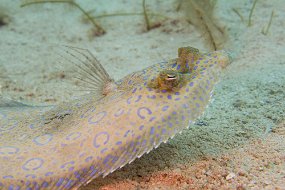 Cozumel 2016-477
