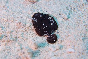 Cozumel 2016-479