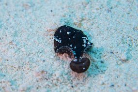 Cozumel 2016-480