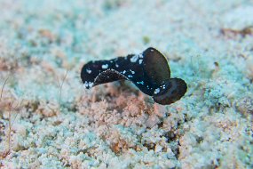 Cozumel 2016-483
