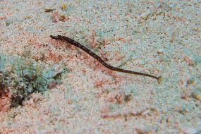 Cozumel 2016-489