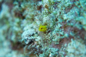 Cozumel 2016-494
