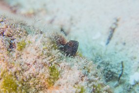 Cozumel 2016-497