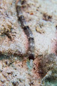 Cozumel 2016-498