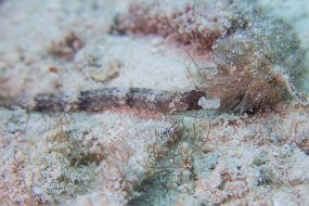 Cozumel 2016-499