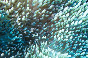 Cozumel 2016-50
