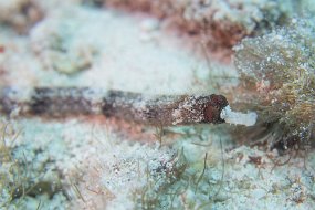 Cozumel 2016-502