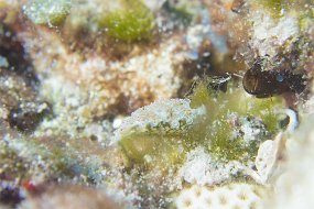 Cozumel 2016-503