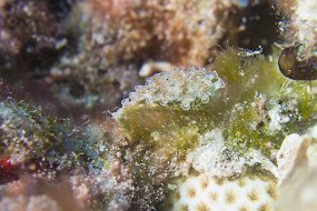 Cozumel 2016-505