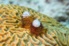 Cozumel 2016-506