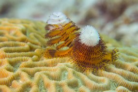 Cozumel 2016-508
