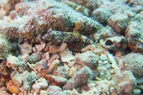 Cozumel 2016-516