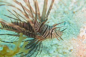 Cozumel 2016-522