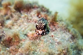 Cozumel 2016-534