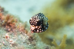 Cozumel 2016-537