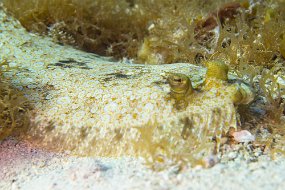 Cozumel 2016-543