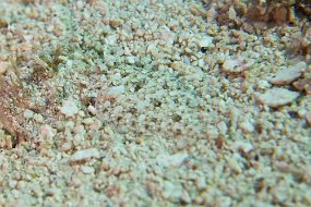 Cozumel 2016-546