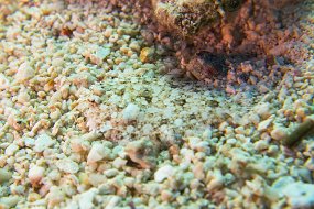 Cozumel 2016-548