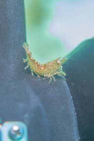 Cozumel 2016-551