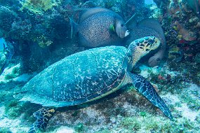 Cozumel 2016-60